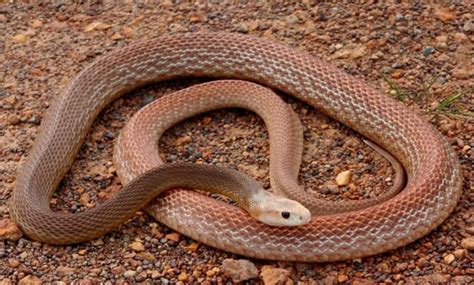 Coastal Taipan | Inland Taipan Snake- (gov) usually light olive to ...