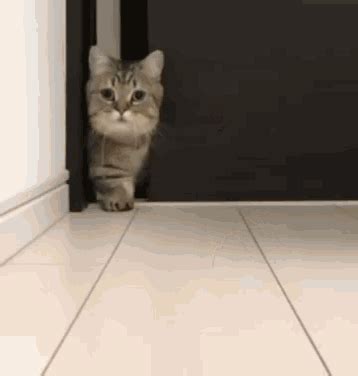 Cat Curious GIF - Cat Curious CloserLook - Discover & Share GIFs