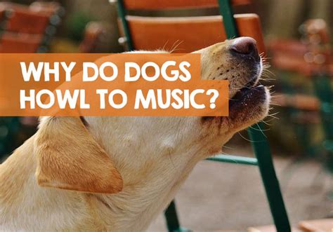 Why Do Dogs Howl When They Hear Music? (Correct Answer)