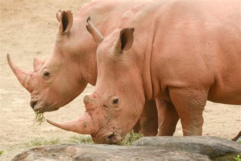 Southern White Rhinoceros | The Maryland Zoo