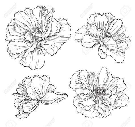 Flower Hand Drawn Poppies Royalty Free Cliparts, Vectors, And Stock ...