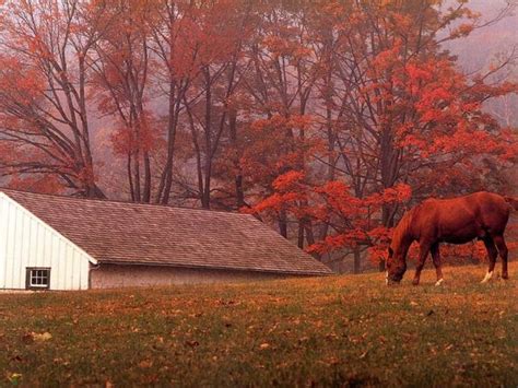 🔥 [40+] Autumn Horse Pictures Wallpapers | WallpaperSafari