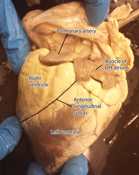 Biology Worksheet Sheep Heart Dissection | PDF | Heart Valve ... - Worksheets Library