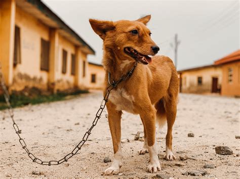 Basenji Border Collie Mix: Is It A Good Pooch?