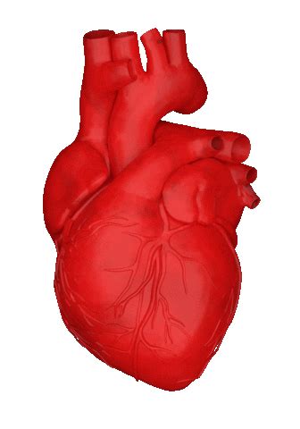 Real Human Heart Beating Gif