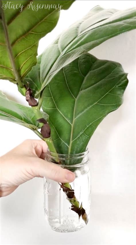 Propagating a Fiddle Leaf Fig - Stacy Risenmay