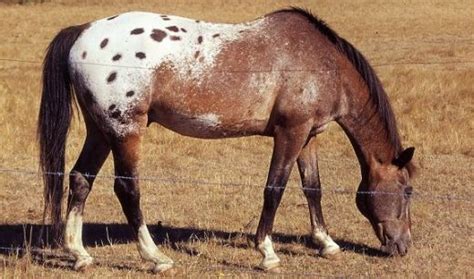 9 Common Native American Horse Breeds (History, Facts & Pictures)