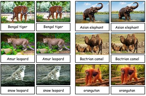 Animals of the Seven Continents Montessori 3-part Cards PDF - Etsy