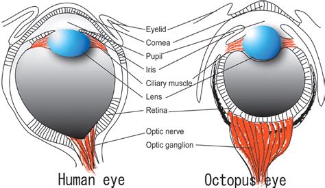 Le Blog de M.Colin: Remarquables Cephalopodes