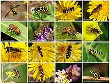 Hover fly - Wikipedia