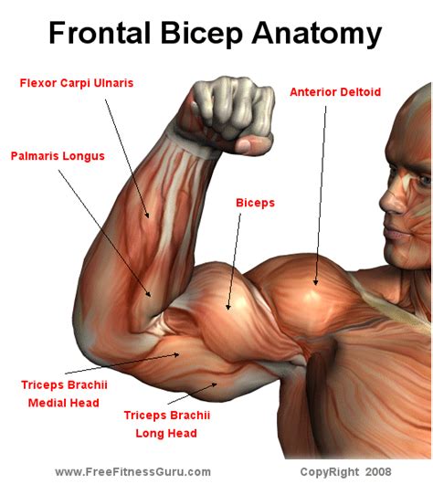 front bicep anatomy | Human anatomy and physiology, Medical anatomy ...