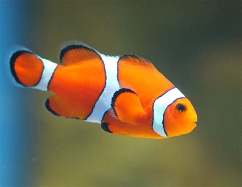 Clown Fish - Beautiful color! | Clown fish, Cute animal photos, Pet fish