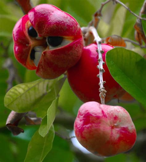 Exotic Fruits