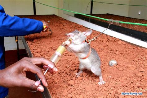 African giant pouched rats receive landmine detection training in Morogoro, Tanzania ...