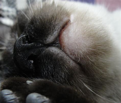 Sleeping Siamese Cat | Cute Siamese Cat, Sleeping Innocently… | Syed Ali | Flickr