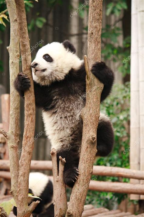 Baby of Giant panda bear — Stock Photo © tvorecxtra #96383034