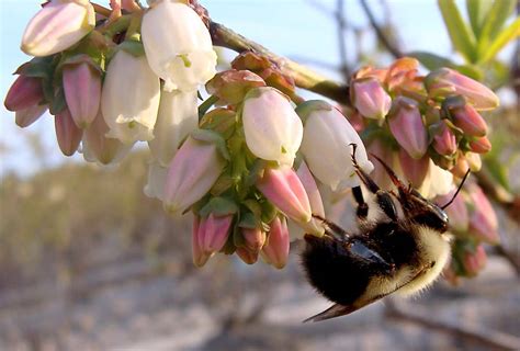 Pollination education - Good Fruit Grower