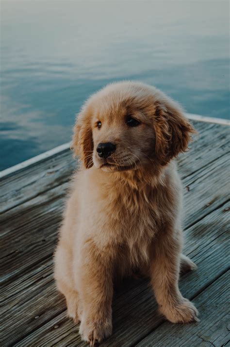 Golden Retriever Puppy Cute Dog Wallpaper - Pets Lovers