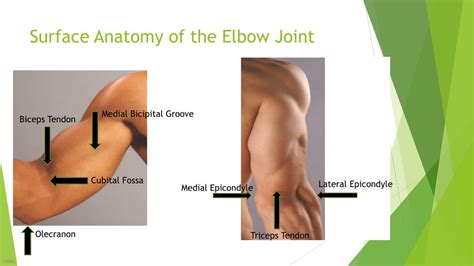 PPT - Elbow( Humeroulnar ) Joint PowerPoint Presentation, free download - ID:2172403