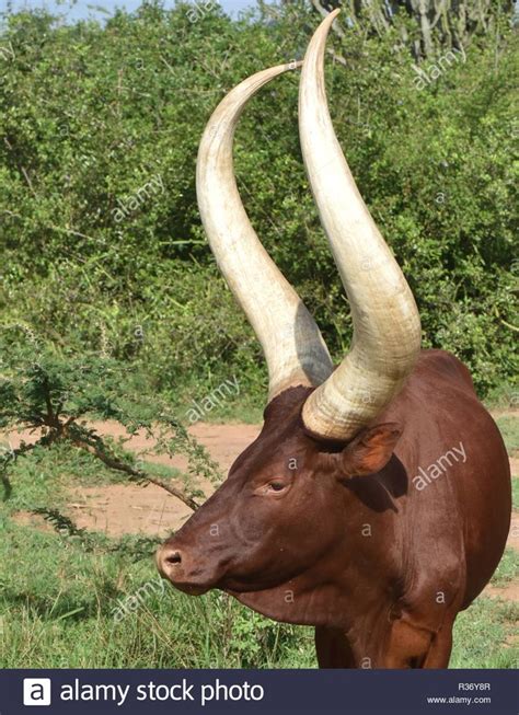 Enormous horned Sanga cattle are kept for meat and milk and selectively ...