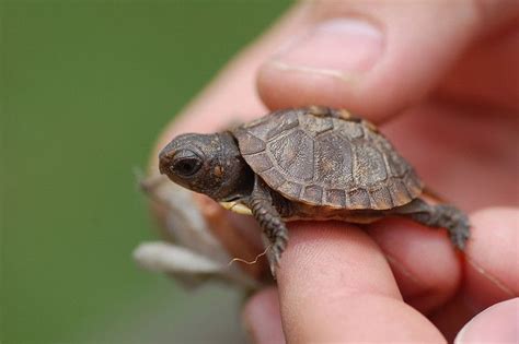 Baby Turtle | Pet turtle, Turtles that stay small, Baby turtles