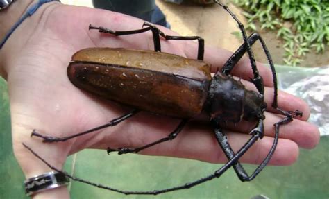 Australia's Largest Insects: A Guide To Nature's Giants