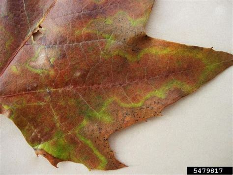 Sycamore Tree Diseases: A Comprehensive Guide