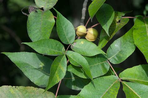 Carya glabra Pignut Hickory - Mail Order Natives