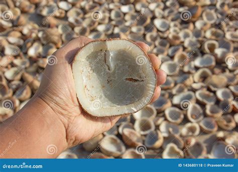 Coconut Copra Inspected by a Man before Crushing it To Extract Oil ...