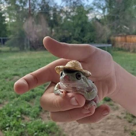 froggies 🐸 on Instagram: “🐸👒 ——————————————— #frog #frogs #cutefrog # ...