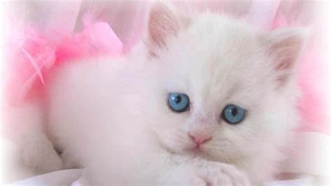 Cute White Cat Free Wallpapers - Wallpaper Cave