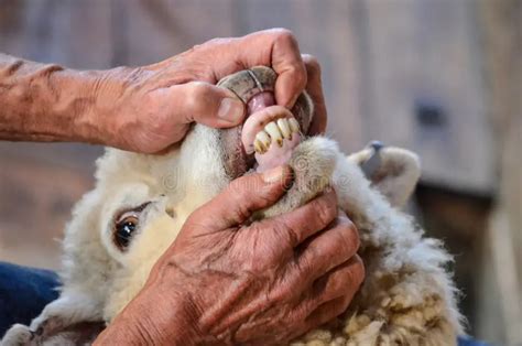 Sheep Teeth Problems: Signs, Symptoms, and Solutions – Pine Knoll Sheep & Wool