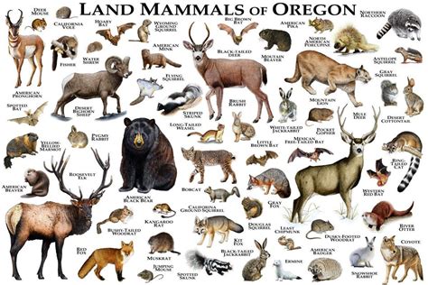 Mammals Of Oregon Print - Oregon Mammals Field Guide - Animals Of Oregon – Poster | Canvas Wall ...