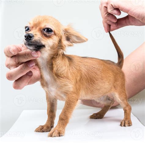 expressive portrait Chihuahua puppy 7847791 Stock Photo at Vecteezy