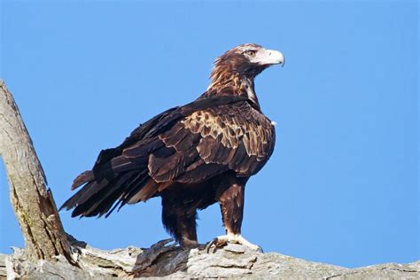 Eagles Are Attacking Drones in Australia – The New Stack