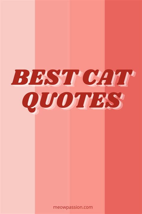 the words best cat quotes on a pink and red striped background