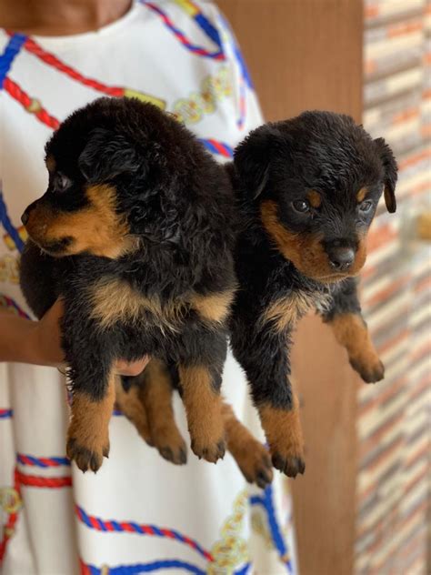 Female Rottweiler Pups - Pets - Nigeria