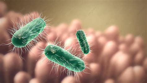 Intestinal Villi With Bacteria And Viruses Medicine Fermentation Lactobacilli Photo Background ...