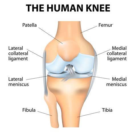 Knee Anatomy | Knee Pain | Van Nuys, Thousand Oaks, Los Angeles, CA