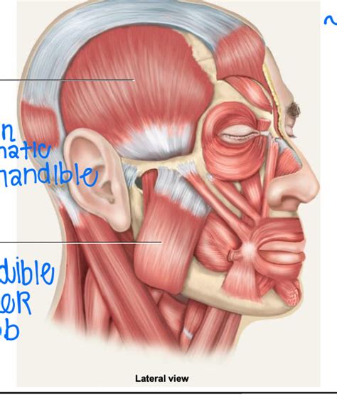 Muscles that Move Mandible Diagram | Quizlet