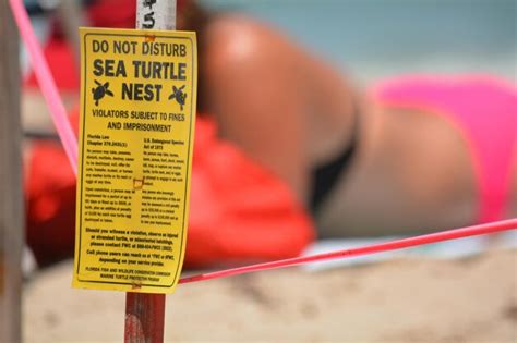 Premium Photo | Fort lauderdale beach during sea turtle nesting season