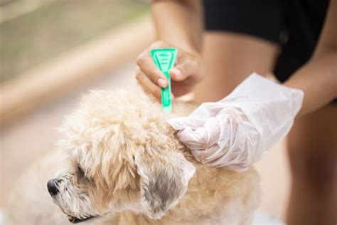 How Do You Know If Your Dog Has Fleas? | 5 Flea Signs: Perfect Pooches