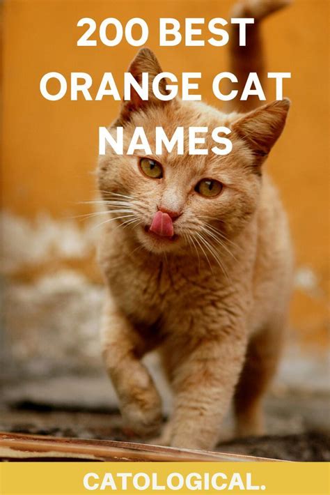 Top 200+ Names For Orange Cats: Funny, Traditional, Unique, And More! | Cat names, Orange tabby ...