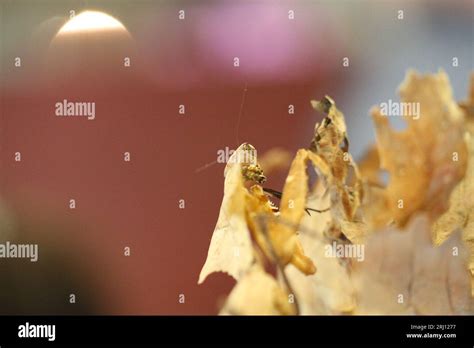 Dead leaf mantis camouflage hi-res stock photography and images - Alamy