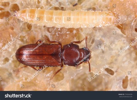 Flour Beetle Life Cycle