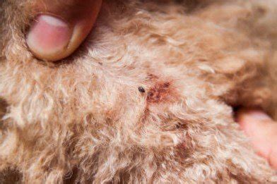 Flea In Dog Fur Online | www.danzhao.cc