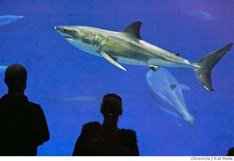 Monterey Aquarium's great white shark released at sea