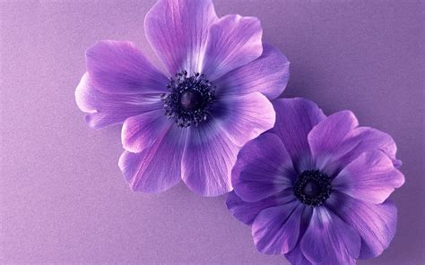 Paisajes de Ensueño: Paisajes Violetas