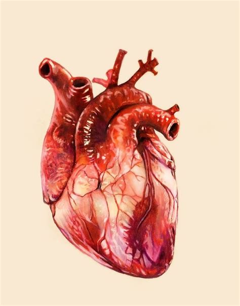 Heart study by morgan davidson in 2019 boundaries & territor | Anatomical heart art, Heart ...