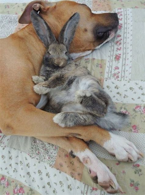 a picture of pretty dog and rabbit sleeping together | Animals friendship, Cute animals, Animals ...